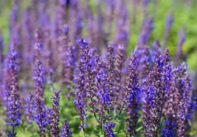 Clary Sage Essential Oil