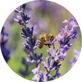 Lavender Essential Oil - Living Libations