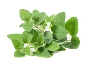 Sweet Marjoram Essential Oil